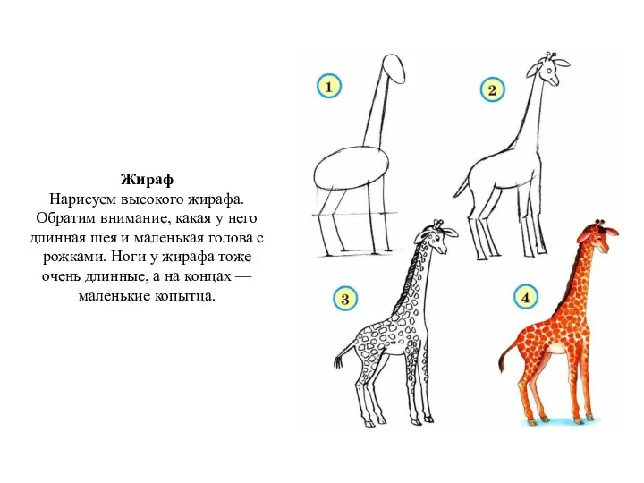 Жираф Нарисуем высокого жирафа. Обратим внимание, какая у него длинная