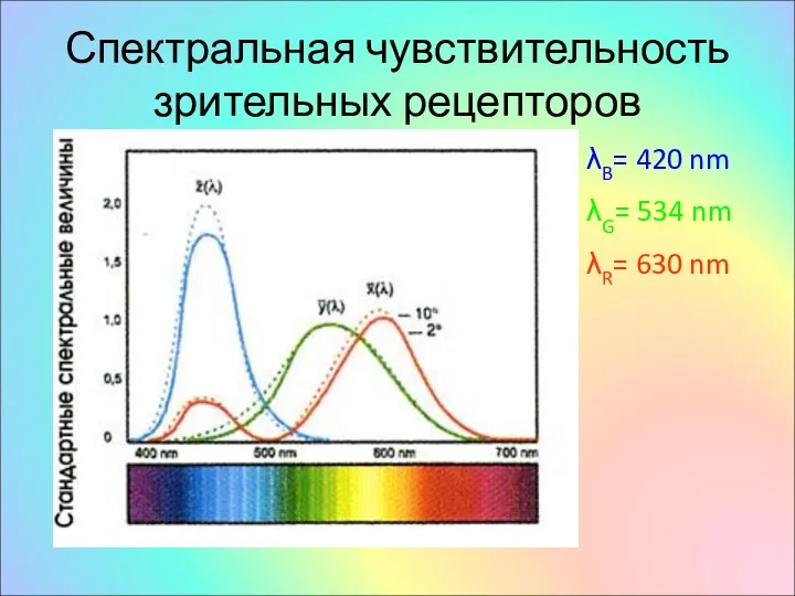 Спектральная чувствительность зрительных рецепторов λB= 420 nm λG= 534 nm λR= 630 nm