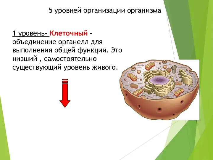 5 уровней организации организма 1 уровень- Клеточный -объединение органелл для