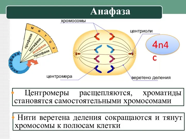 хромосомы центриоли веретено деления центромера Центромеры расщепляются, хроматиды становятся самостоятельными