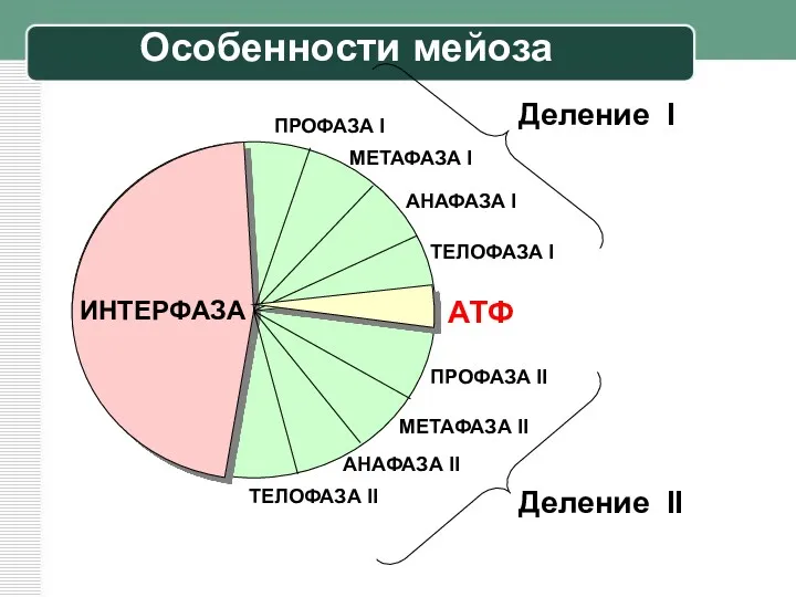 ПРОФАЗА I МЕТАФАЗА I АНАФАЗА I ТЕЛОФАЗА I ИНТЕРФАЗА ПРОФАЗА