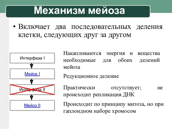 Механизм мейоза Включает два последовательных деления клетки, следующих друг за