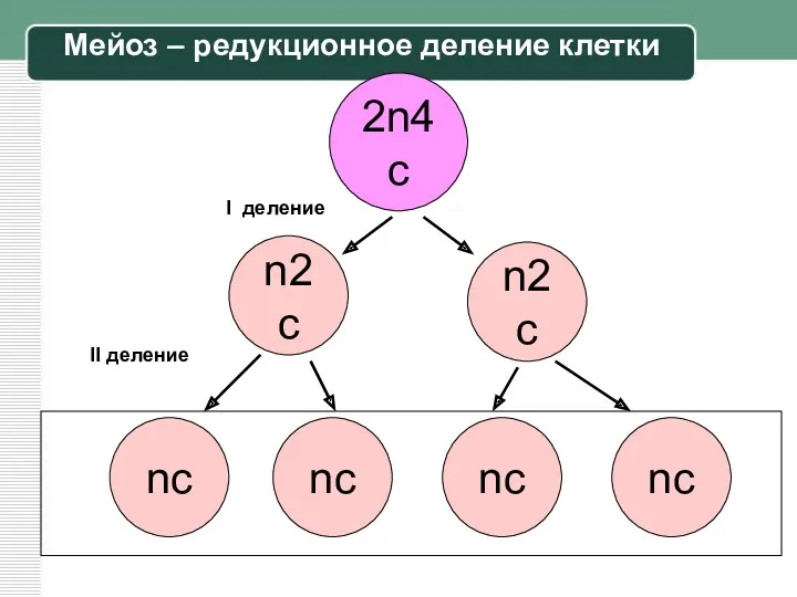 2n4с n2с nс nс n2с nс nс I деление II деление Мейоз – редукционное деление клетки