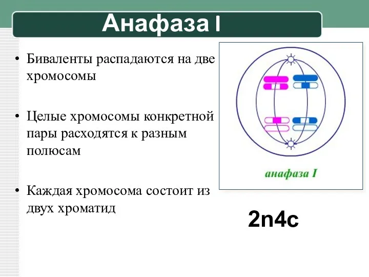 Анафаза I Биваленты распадаются на две хромосомы Целые хромосомы конкретной