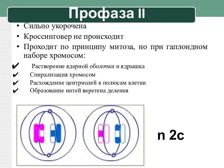 Профаза II Сильно укорочена Кроссинговер не происходит Проходит по принципу