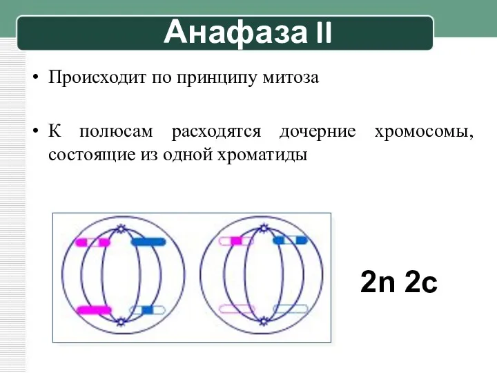 Анафаза II Происходит по принципу митоза К полюсам расходятся дочерние