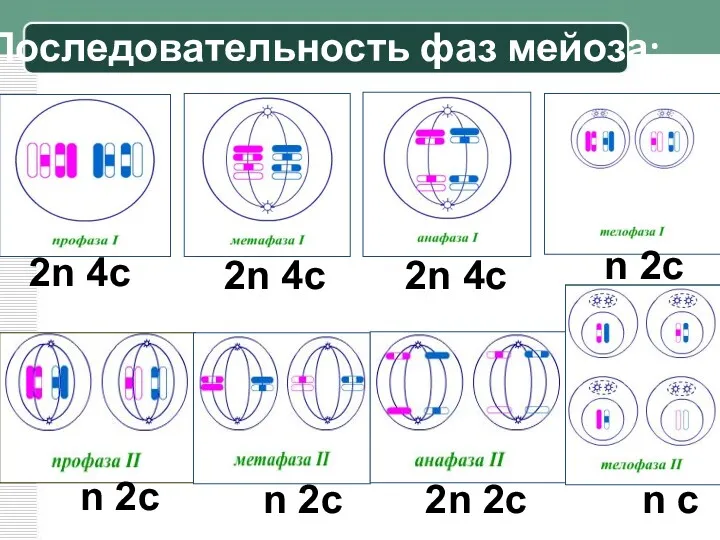 Последовательность фаз мейоза: 2n 4c 2n 4c 2n 4c n