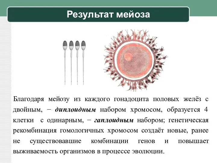 Результат мейоза Благодаря мейозу из каждого гонадоцита половых желёз с