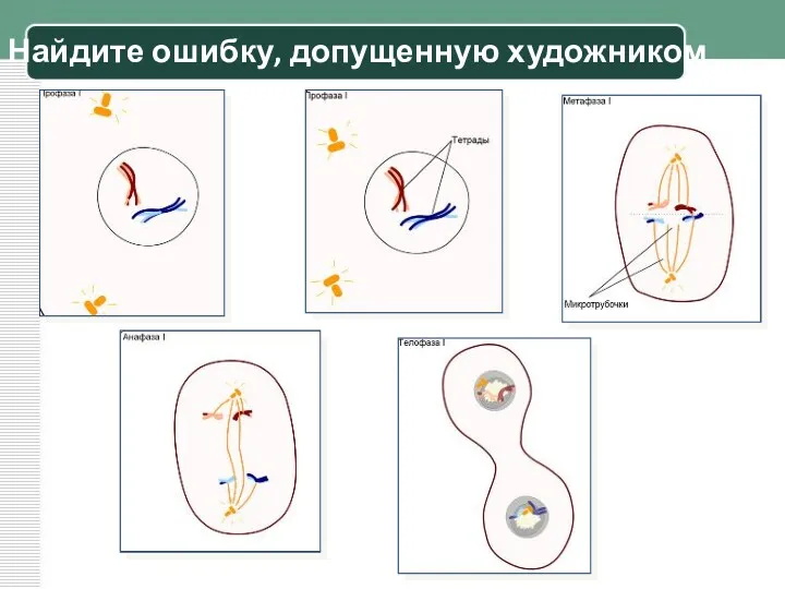 Найдите ошибку, допущенную художником