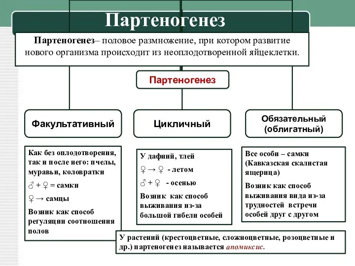 Как без оплодотворения, так и после него: пчелы, муравьи, коловратки