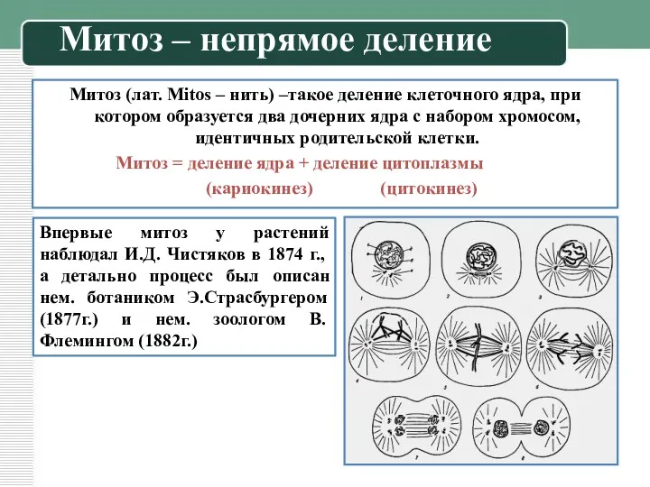 Митоз (лат. Mitos – нить) –такое деление клеточного ядра, при