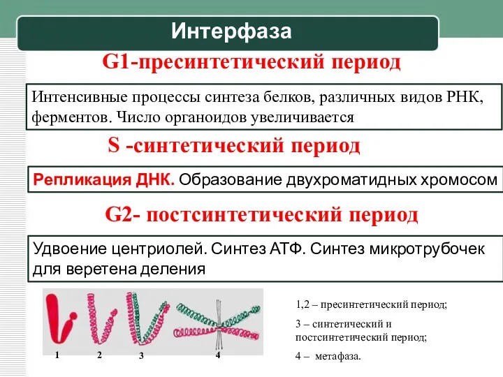 G1-пресинтетический период Интенсивные процессы синтеза белков, различных видов РНК, ферментов.