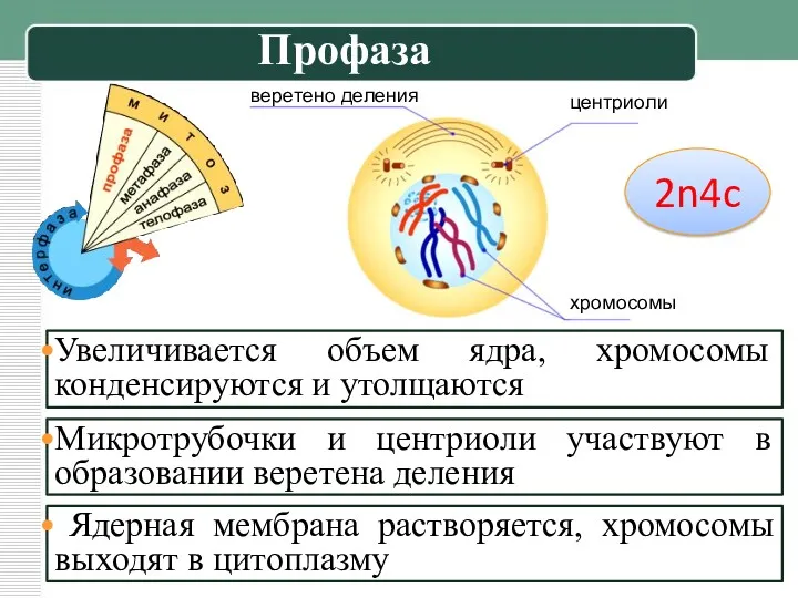 Микротрубочки и центриоли участвуют в образовании веретена деления хромосомы центриоли