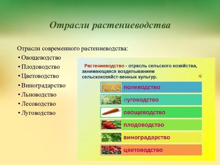 Отрасли растениеводства Отрасли современного растениеводства: Овощеводство Плодоводство Цветоводство Виноградарство Льноводство Лесоводство Луговодство