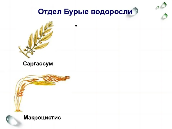 Отдел Бурые водоросли В - в основном многоклеточные обитатели дна