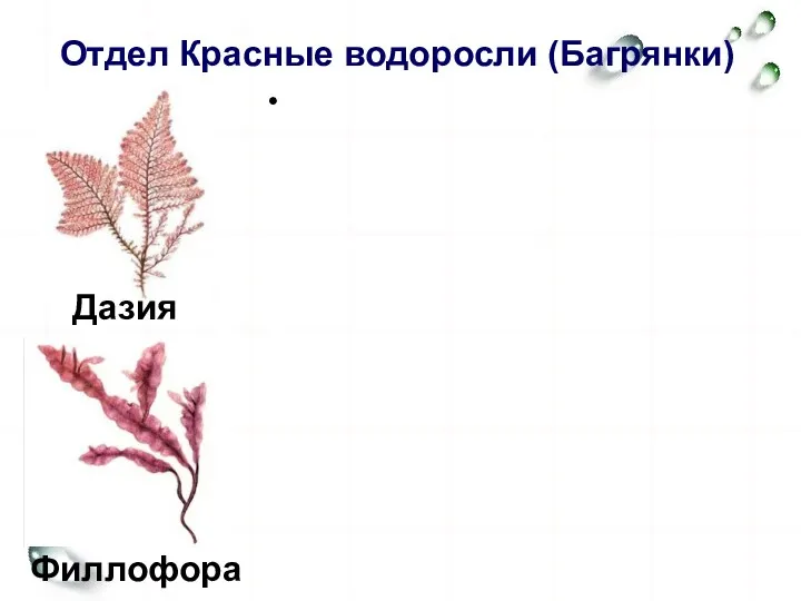 Отдел Красные водоросли (Багрянки) ВВ основном многоклеточные обитатели дна моря,