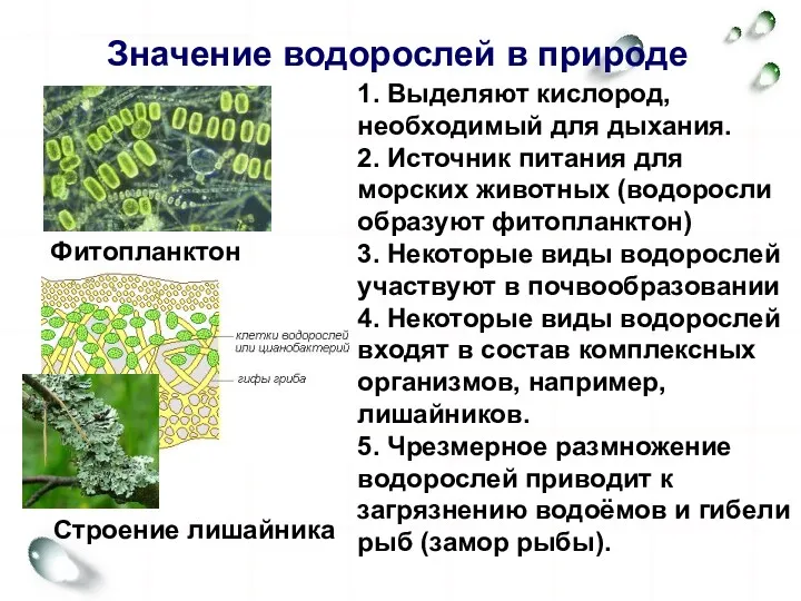 Значение водорослей в природе 1. Выделяют кислород, необходимый для дыхания.