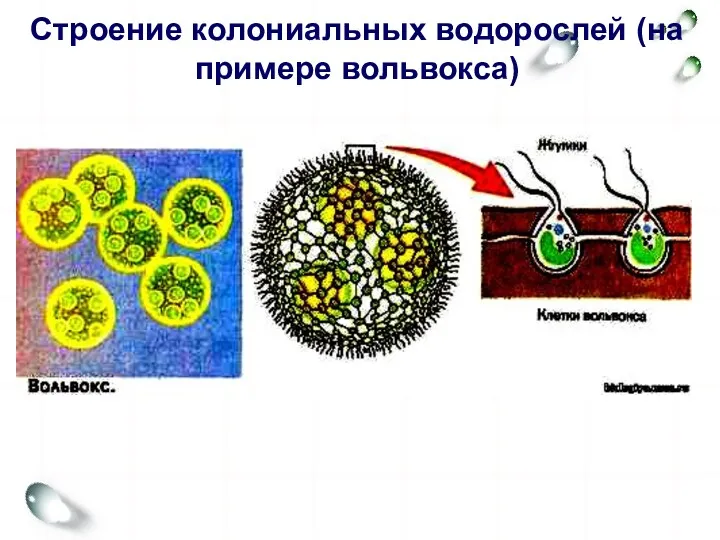 Строение колониальных водорослей (на примере вольвокса)