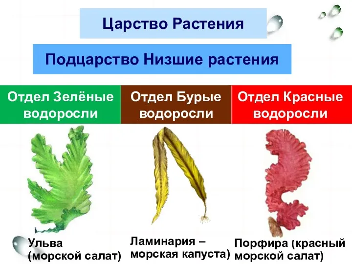 Царство Растения Подцарство Низшие растения Отдел Зелёные водоросли Отдел Красные