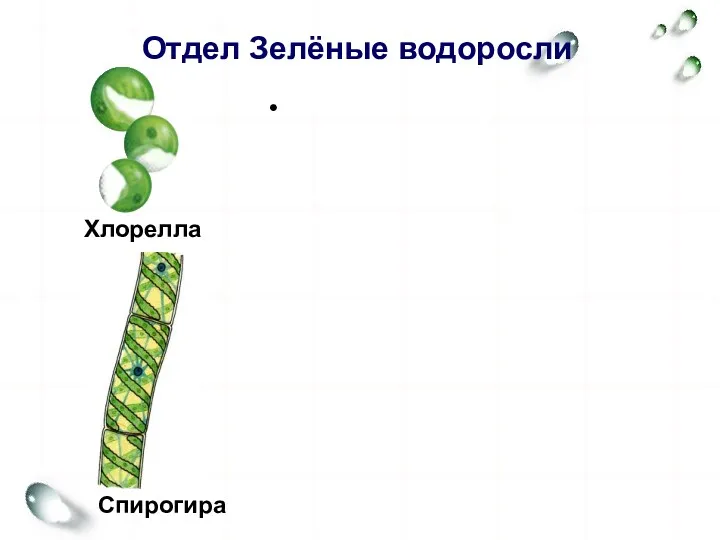 Отдел Зелёные водоросли О- одноклеточные, колониальные, многоклеточные (в виде нитей