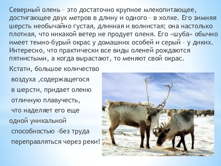 Северный олень – это достаточно крупное млекопитающее, достигающее двух метров