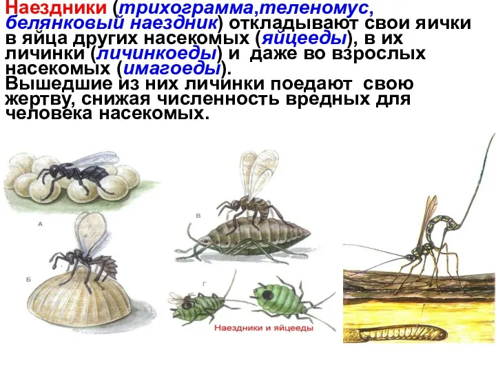 Наездники (трихограмма,теленомус,белянковый наездник) откладывают свои яички в яйца других насекомых