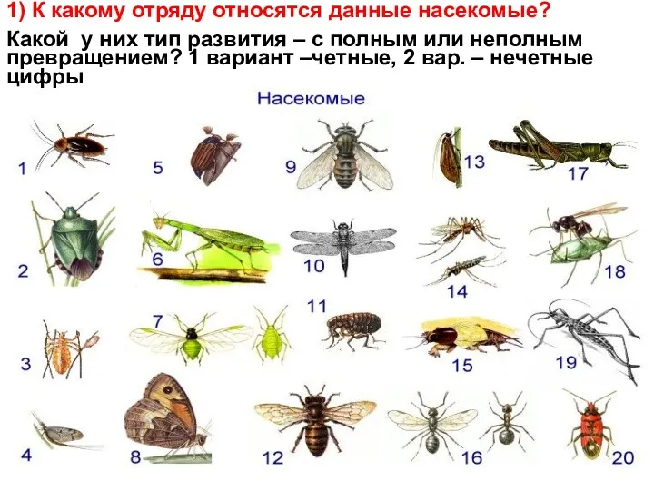 1) К какому отряду относятся данные насекомые? Какой у них
