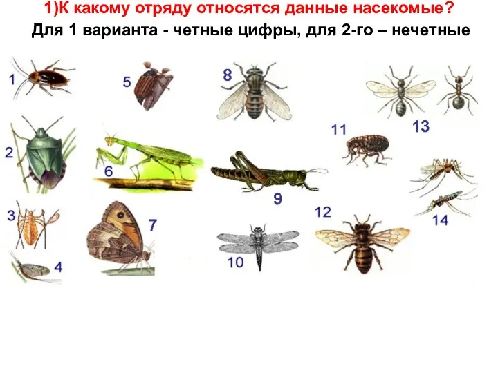 1)К какому отряду относятся данные насекомые? Для 1 варианта - четные цифры, для 2-го – нечетные