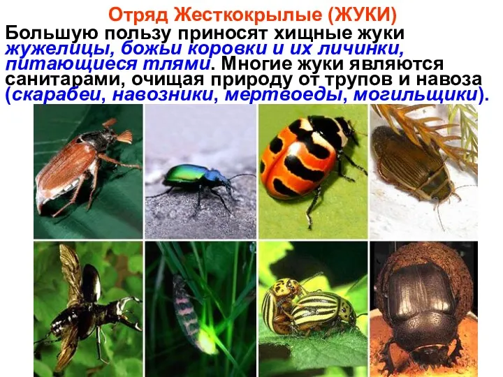 Отряд Жесткокрылые (ЖУКИ) Большую пользу приносят хищные жуки жужелицы, божьи