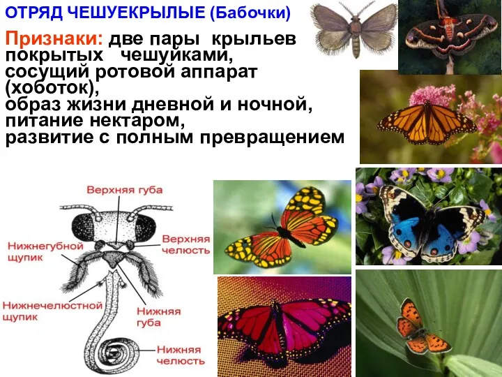 ОТРЯД ЧЕШУЕКРЫЛЫЕ (Бабочки) Признаки: две пары крыльев покрытых чешуйками, сосущий