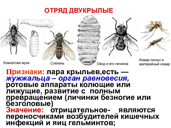 Признаки: пара крыльев,есть — жужжальца – орган равновесия, ротовые аппараты