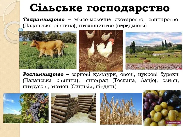 Сільське господарство Тваринництво – м’ясо-молочне скотарство, свинарство (Паданська рівнина), птахівництво