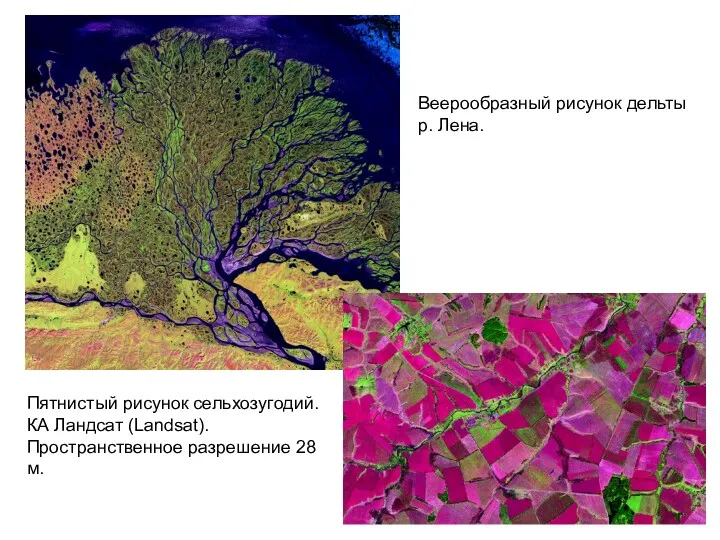 Веерообразный рисунок дельты р. Лена. Пятнистый рисунок сельхозугодий. КА Ландсат (Landsat). Пространственное разрешение 28 м.