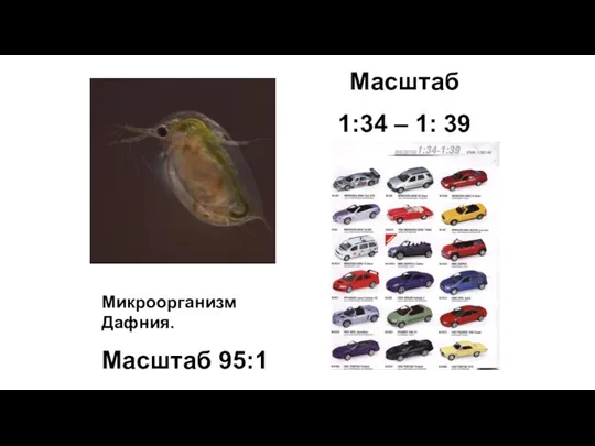 Масштаб 1:34 – 1: 39 Микроорганизм Дафния. Масштаб 95:1