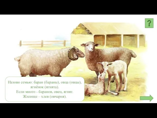 Назови семью: баран (бараны), овца (овцы), ягнёнок (ягнята). Если много