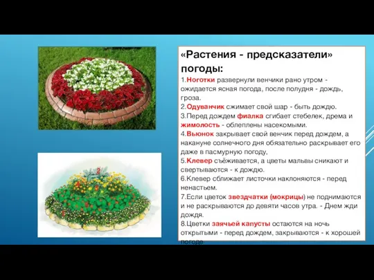 «Растения - предсказатели» погоды: 1.Ноготки развернули венчики рано утром -