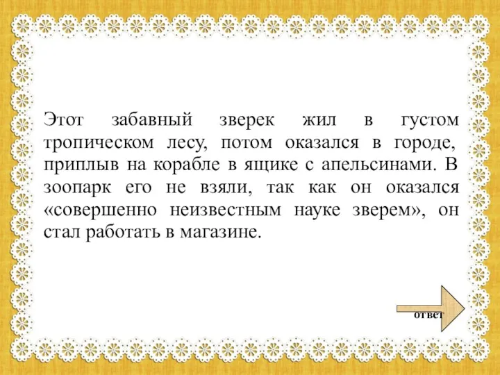 Этот забавный зверек жил в густом тропическом лесу, потом оказался в городе, приплыв