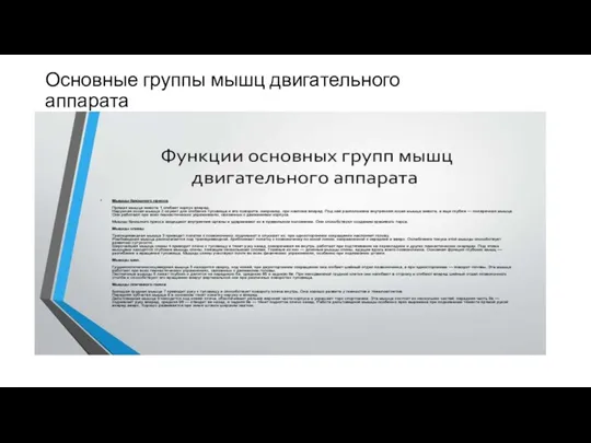 Основные группы мышц двигательного аппарата