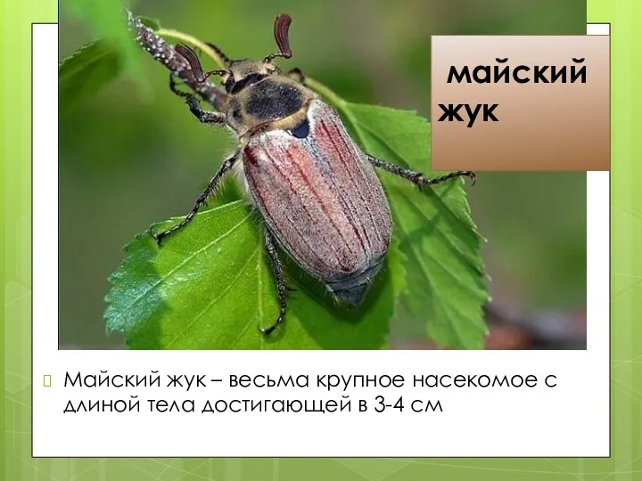 майский жук Майский жук – весьма крупное насекомое с длиной тела достигающей в 3-4 см