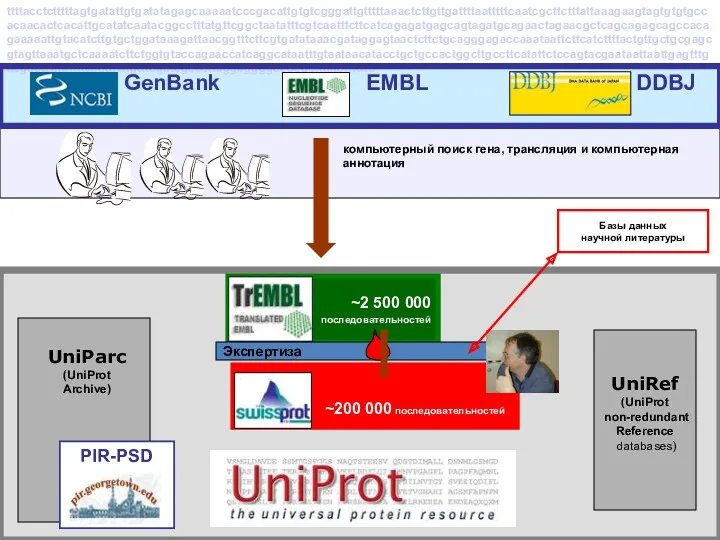 ~2 500 000 последовательностей компьютерный поиск гена, трансляция и компьютерная