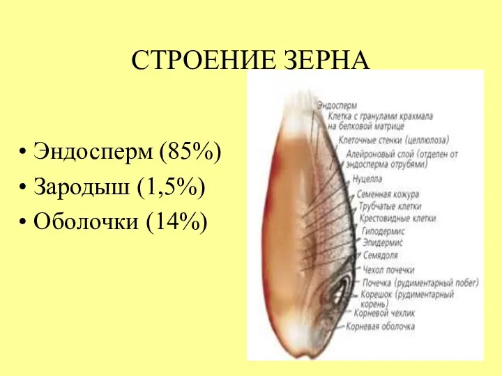 СТРОЕНИЕ ЗЕРНА Эндосперм (85%) Зародыш (1,5%) Оболочки (14%)