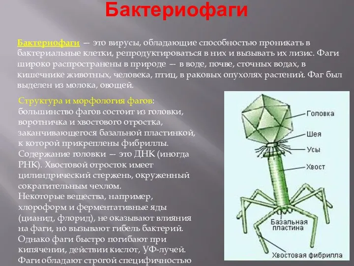 Бактериофаги Бактериофаги — это вирусы, обладающие способностью проникать в бактериальные