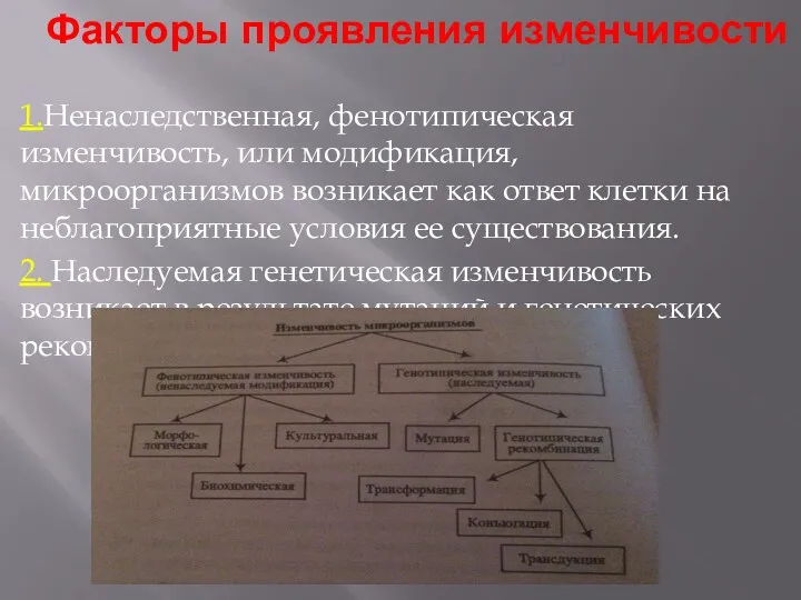 Факторы проявления изменчивости 1.Ненаследственная, фенотипическая изменчивость, или модификация, микроорганизмов возникает