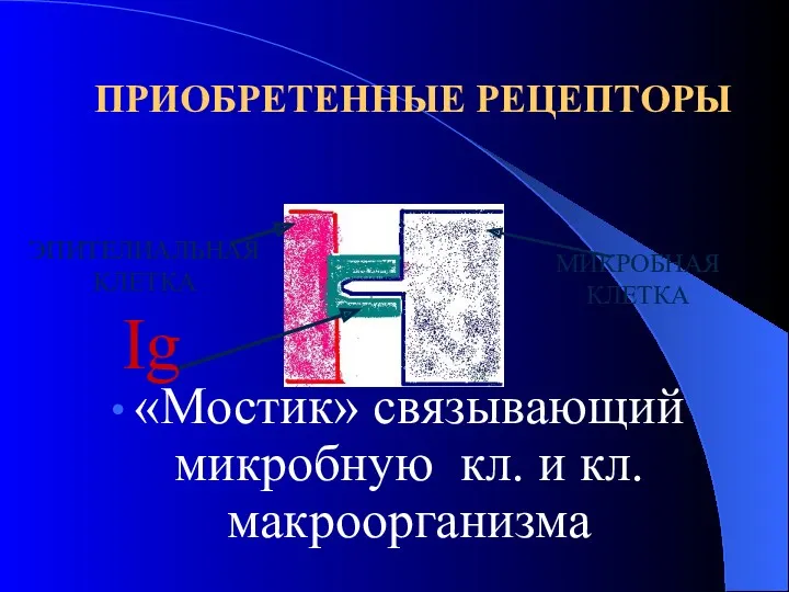 ПРИОБРЕТЕННЫЕ РЕЦЕПТОРЫ ЭПИТЕЛИАЛЬНАЯ КЛЕТКА МИКРОБНАЯ КЛЕТКА «Мостик» связывающий микробную кл. и кл. макроорганизма Ig