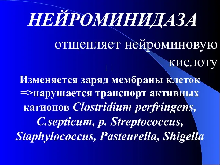 НЕЙРОМИНИДАЗА отщепляет нейроминовую кислоту Изменяется заряд мембраны клеток =>нарушается транспорт