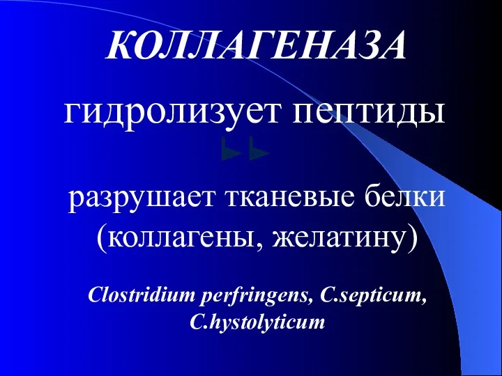 КОЛЛАГЕНАЗА гидролизует пептиды разрушает тканевые белки (коллагены, желатину) Clostridium perfringens, C.septicum, C.hystolyticum