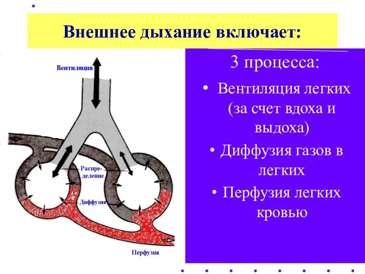 Внешнее дыхание включает: 3 процесса: Вентиляция легких (за счет вдоха