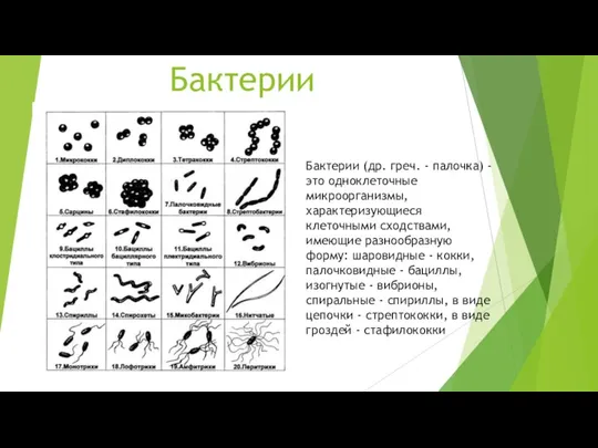 Бактерии Бактерии (др. греч. - палочка) - это одноклеточные микроорганизмы,