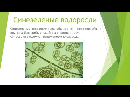 Синезеленые водоросли Синезеленые водоросли (цианобактерии) – тип древнейших крупных бактерий, способных к фотосинтезу, сопровождающемуся выделением кислорода.