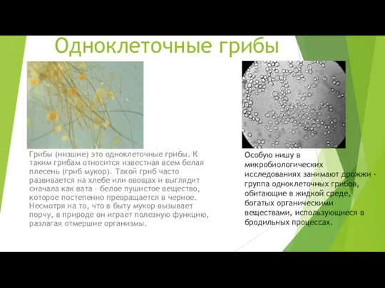 Одноклеточные грибы Грибы (низшие) это одноклеточные грибы. К таким грибам
